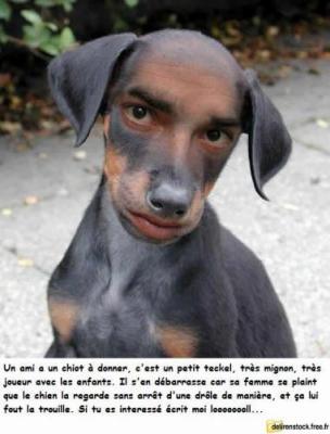 il ne pas 1 chien 
